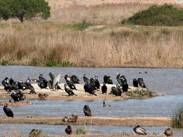 remolar delta llobregat viladecans aiguamolls