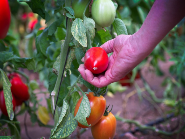 Producte de proximitat al Parc Agrari