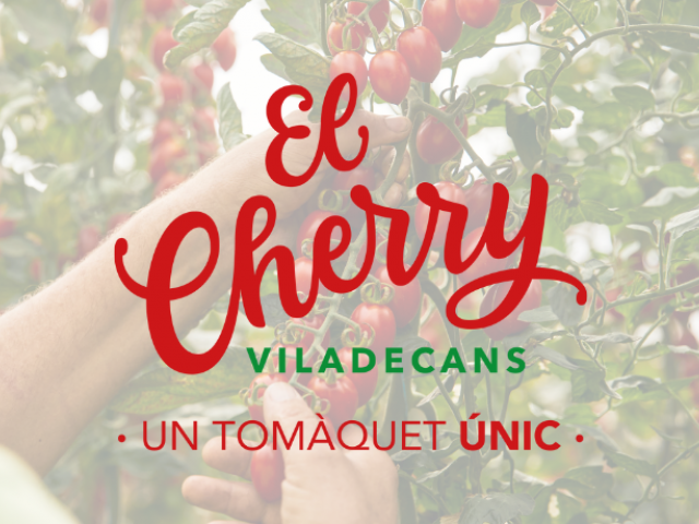 Presentació del tomàquet cherry de Viladecans