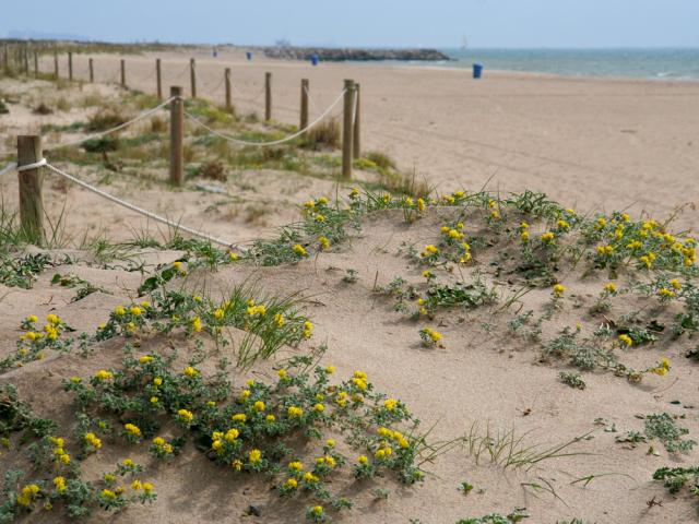 platja viladecans valors naturals platges verges playas virgenes