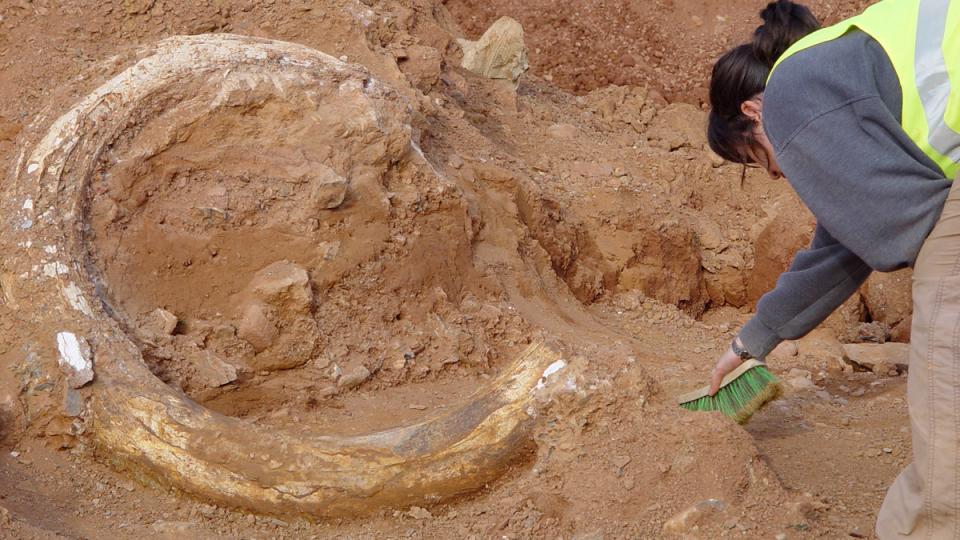 jaciment mamuts can tries viladecans paleontologia baix llonregat yacimiento