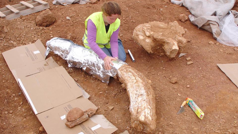 jaciment mamuts can tries viladecans paleontologia baix llonregat yacimiento