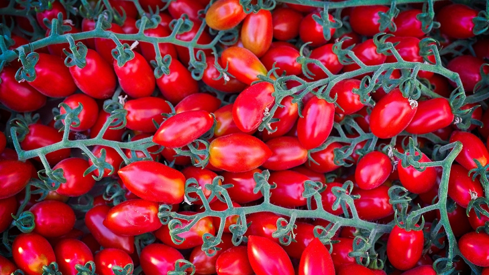 Tomates del Parque Agrario, Viladecans