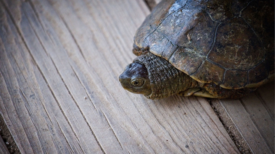 Tortuga en Remolar Filipines